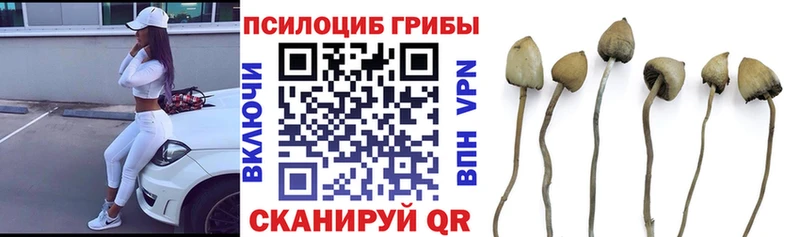 darknet официальный сайт  купить наркотик  Фатеж  Псилоцибиновые грибы Psilocybe 
